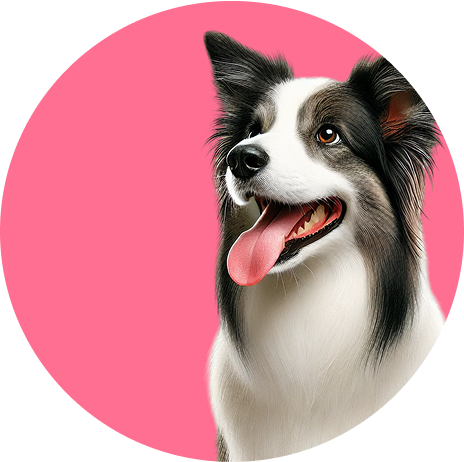 Perro feliz